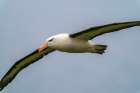 Falkland Islands, West Point Island. Black-browed albatross in flight. Art Print